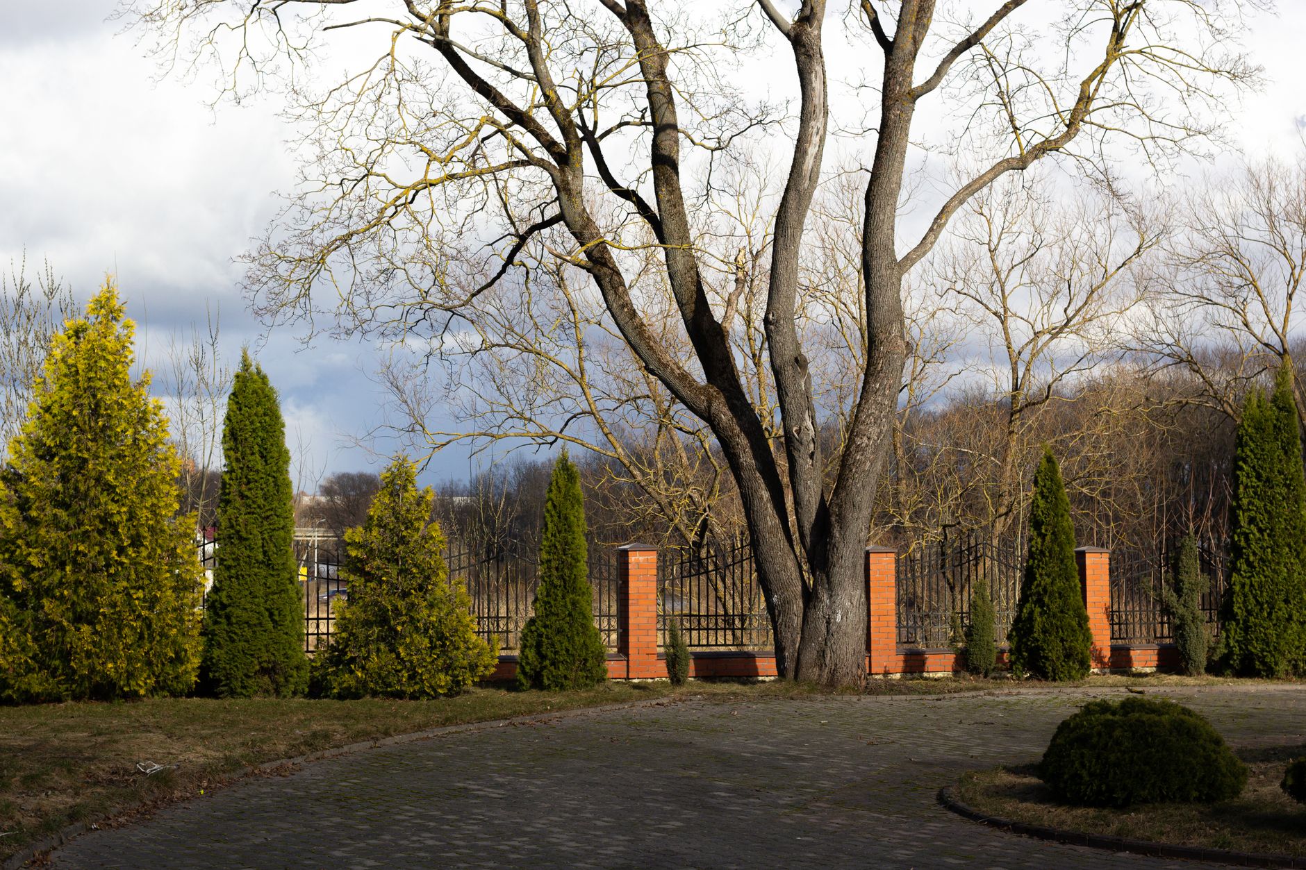 A tranquil park scene featuring a bare tree, evergreens, and a metal fence under a cloudy sky in Longview, TX