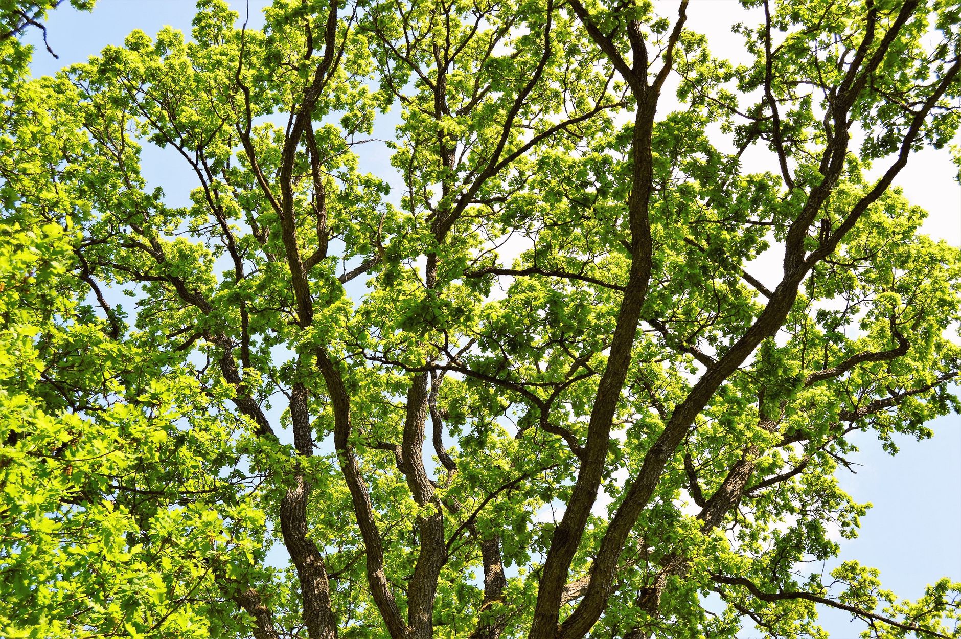 Vivid green oak tree leaves basking in summer sunlight in Jönköping, Sweden in Longview, TX